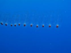 Fish fry near Koh Tao, Thailand. Taken using Olympus C200... by Oliver Bonten 